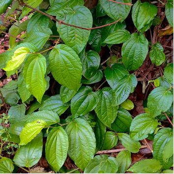 Daun sirih 
