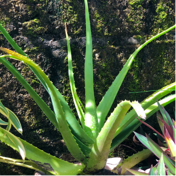 Lidah Buaya